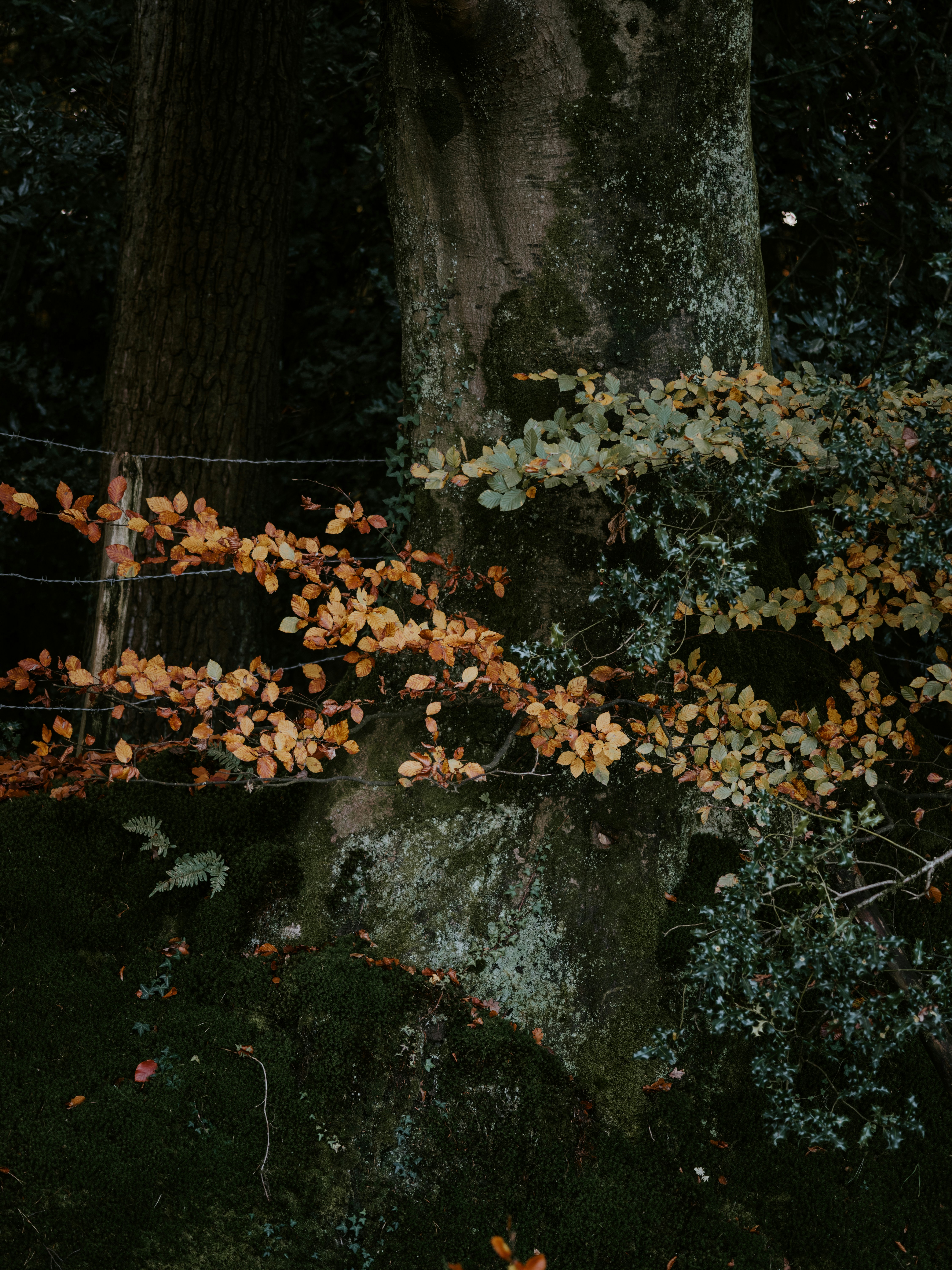 Photo by anniespratt