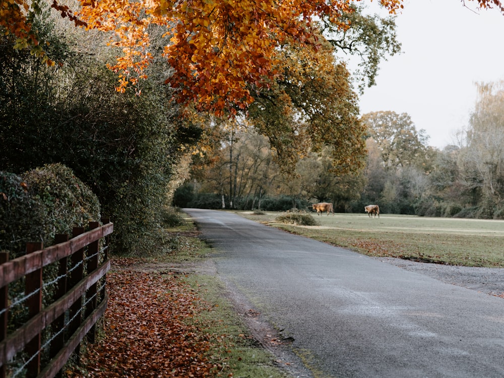 a road with a fence and a field in the background