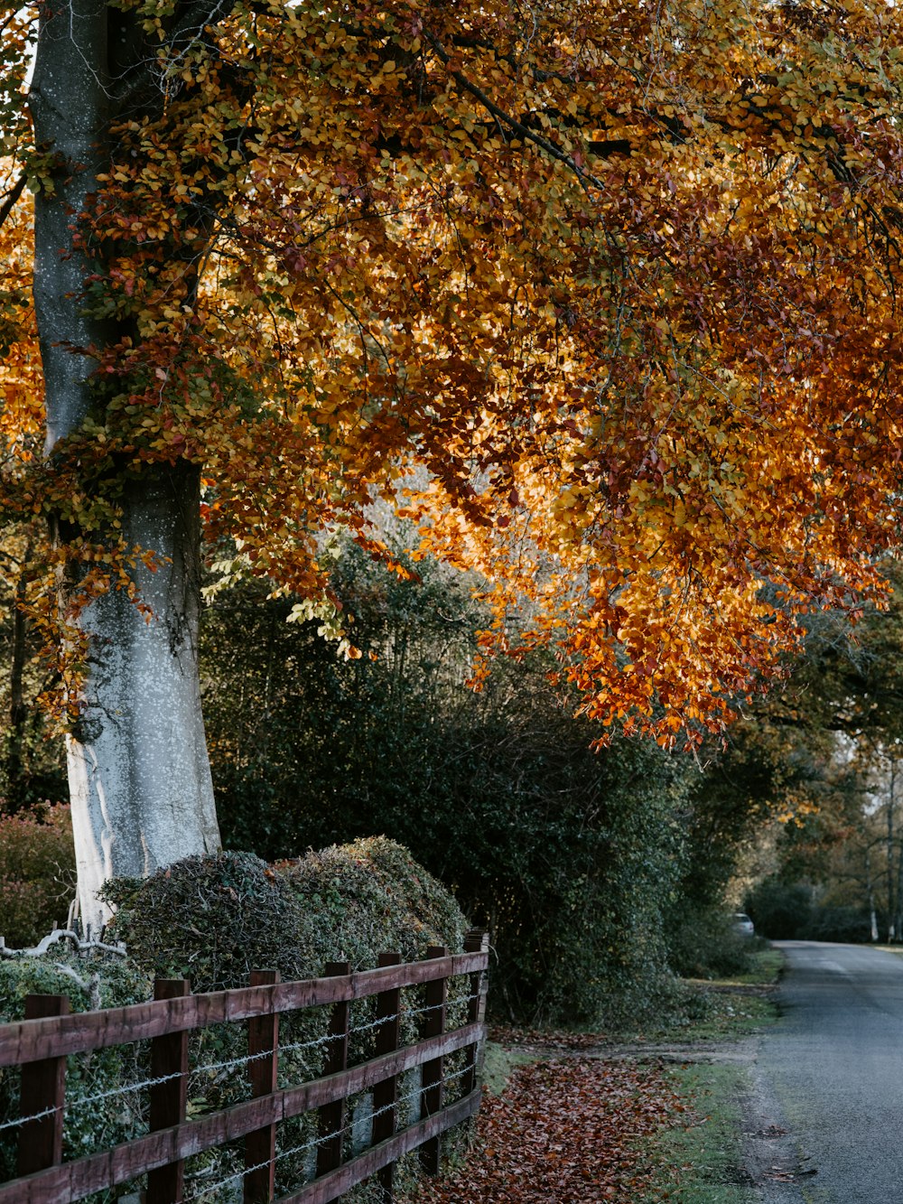 trees beside road