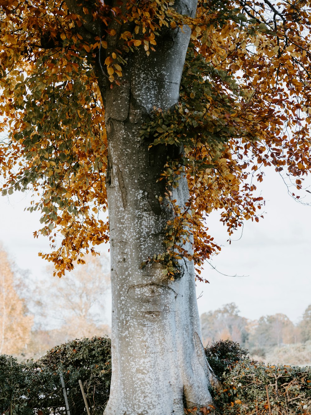 yellow tree