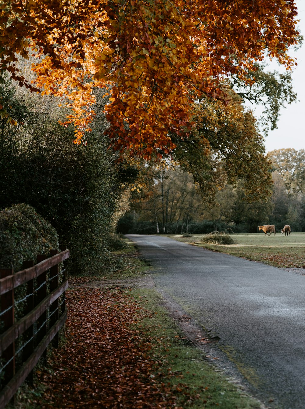 road in park