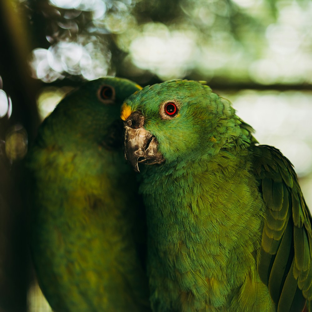 selective focus photography of green birds during daytime