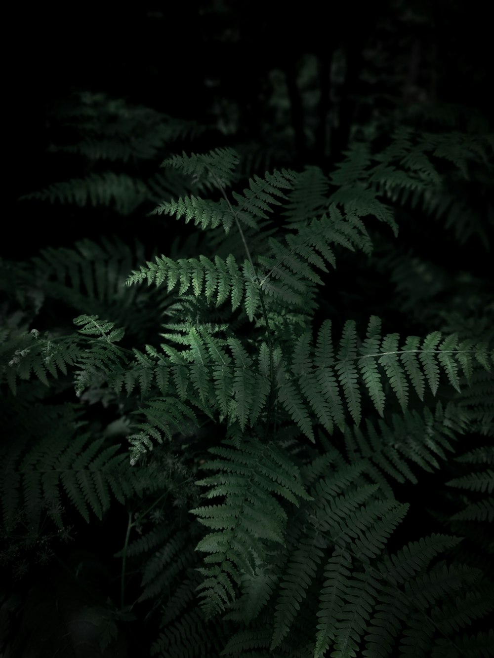 fern tree