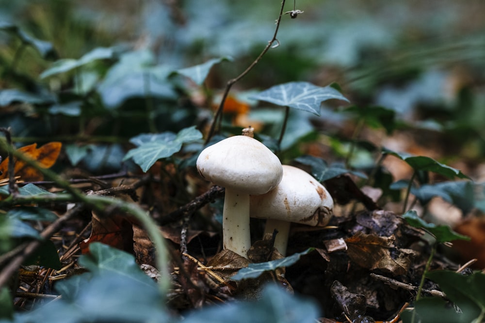 closeup photo of white mushrooms