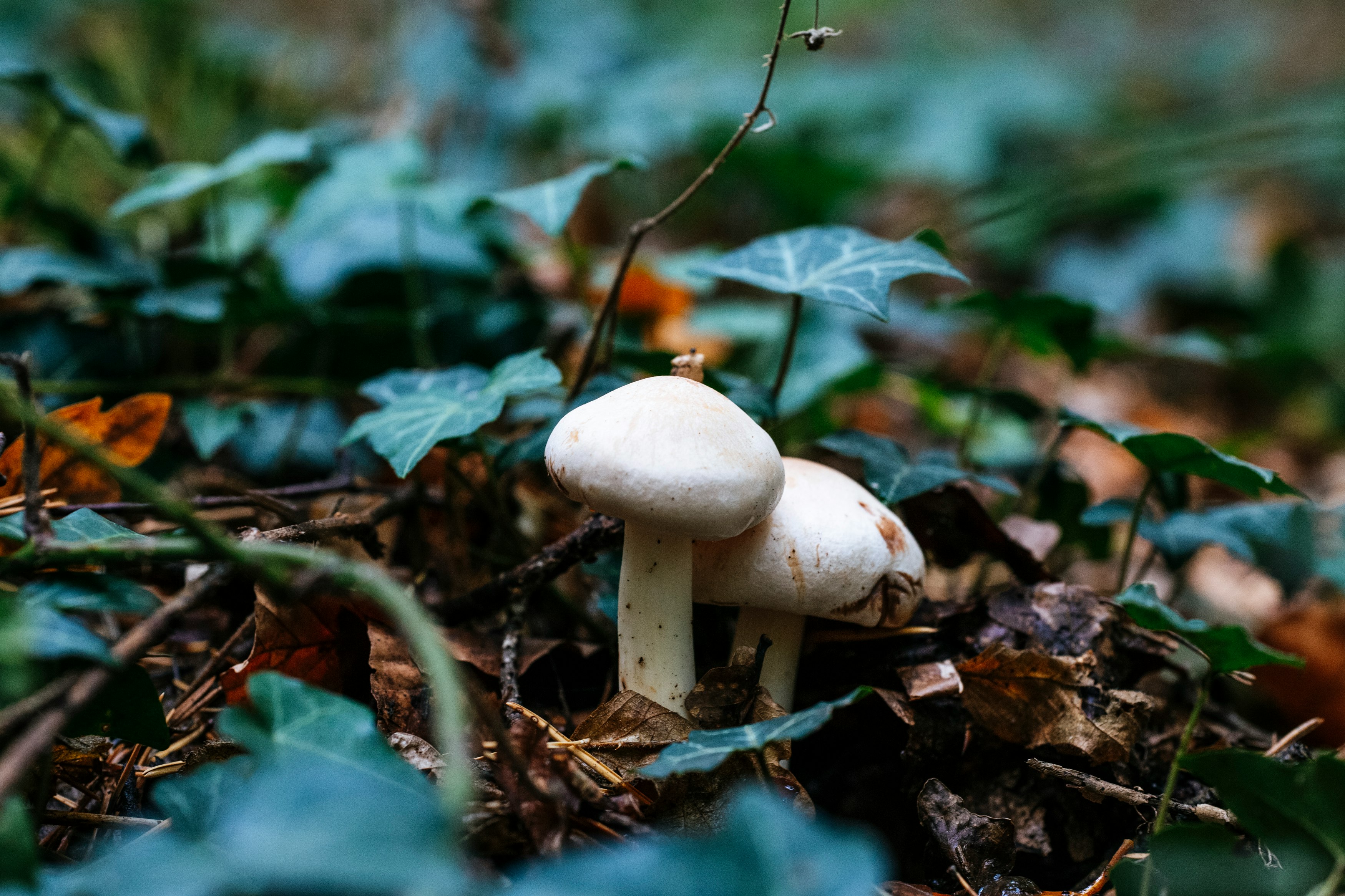 closeup photo of white mushrooms