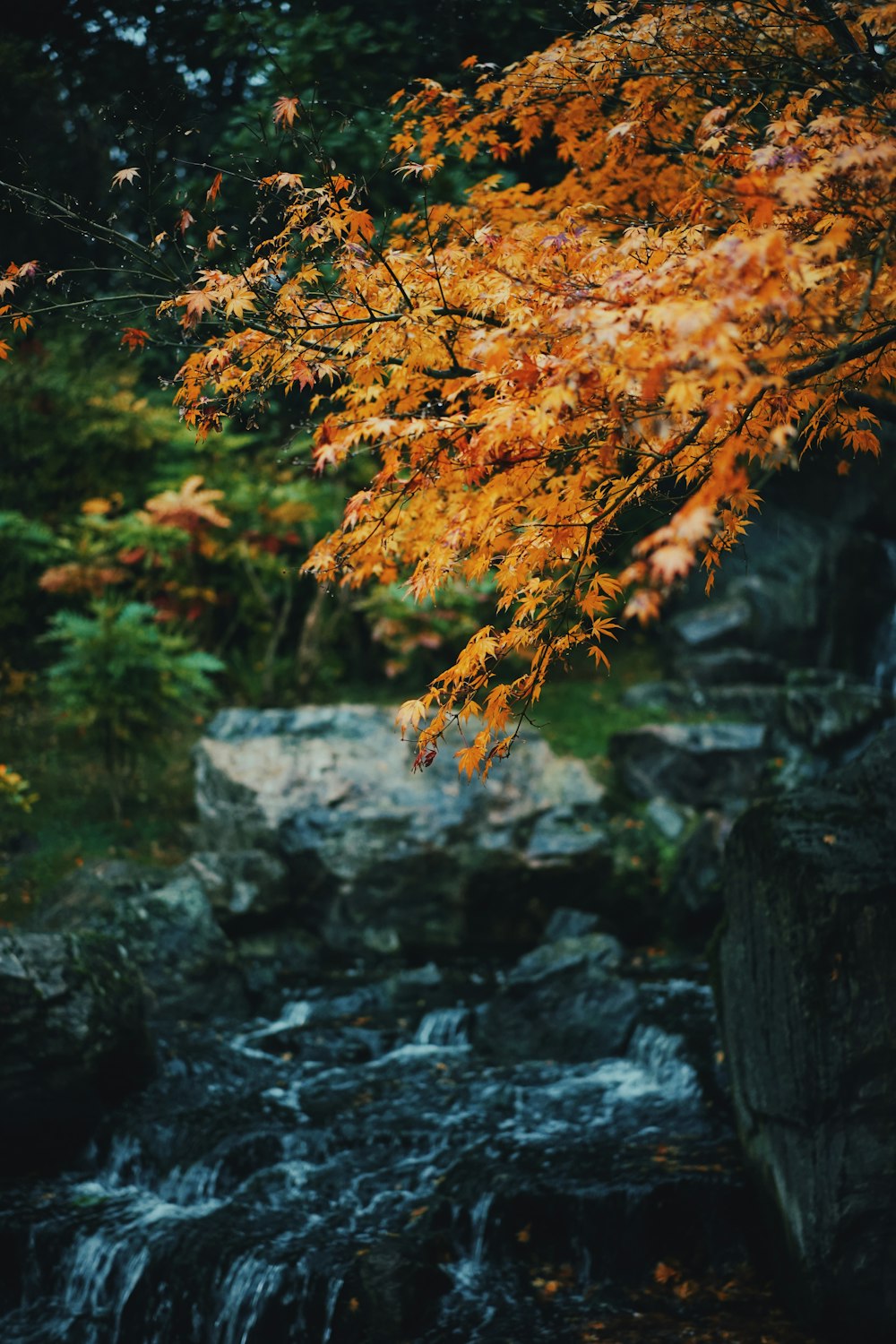 trees beside river during daytime