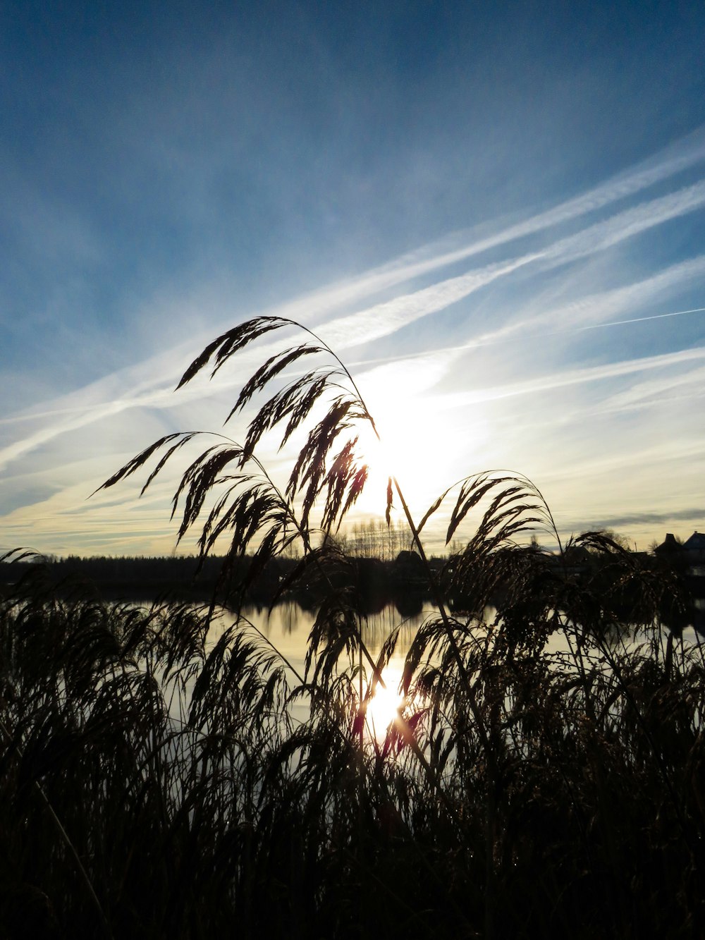 silhouette of plants facing body of water