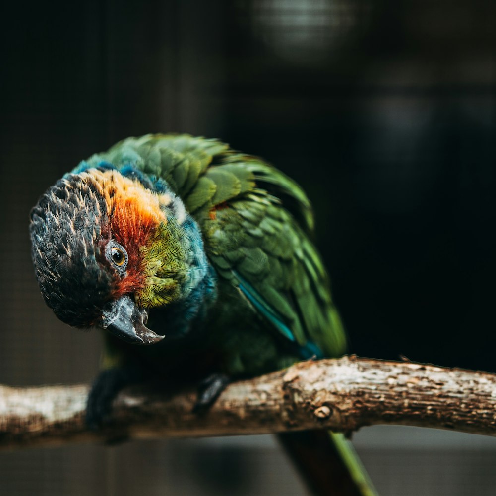 closeup photo of green and blue bird