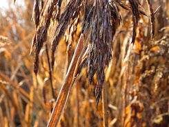 Close-up of healthy grains ready for planting in a farm setting