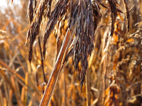 Close-up of brown, mature grain heads on a stalk in an agricultural field setting, with a blurred background of similar plants under warm light.