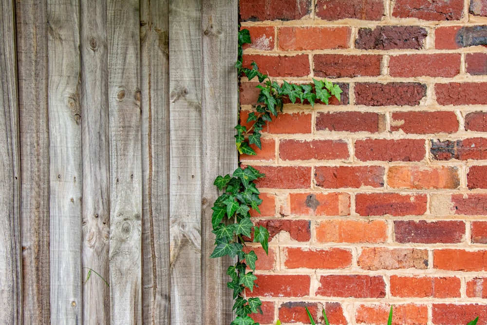 vines on wall