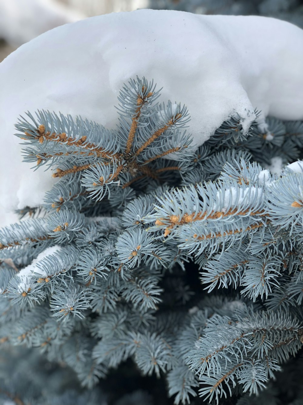 closeup photo of snow-covered pine tree