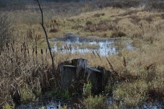 A serene wetland scene featuring a large tree stump surrounded by tall, golden grasses and waterlogged earth. The landscape includes a small pool of water reflecting the surrounding reeds and a solitary, leafless tree branch that arcs over the stump.