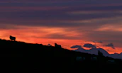 Sunset over Highland Sky Farm with karakul sheep silhouetted against the warm light.