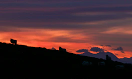 Sunset over Highland Sky Farm with karakul sheep silhouetted against the warm light.