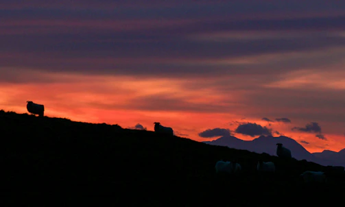 A peaceful sunset over Highland Sky Farm with silhouettes of karakul sheep.