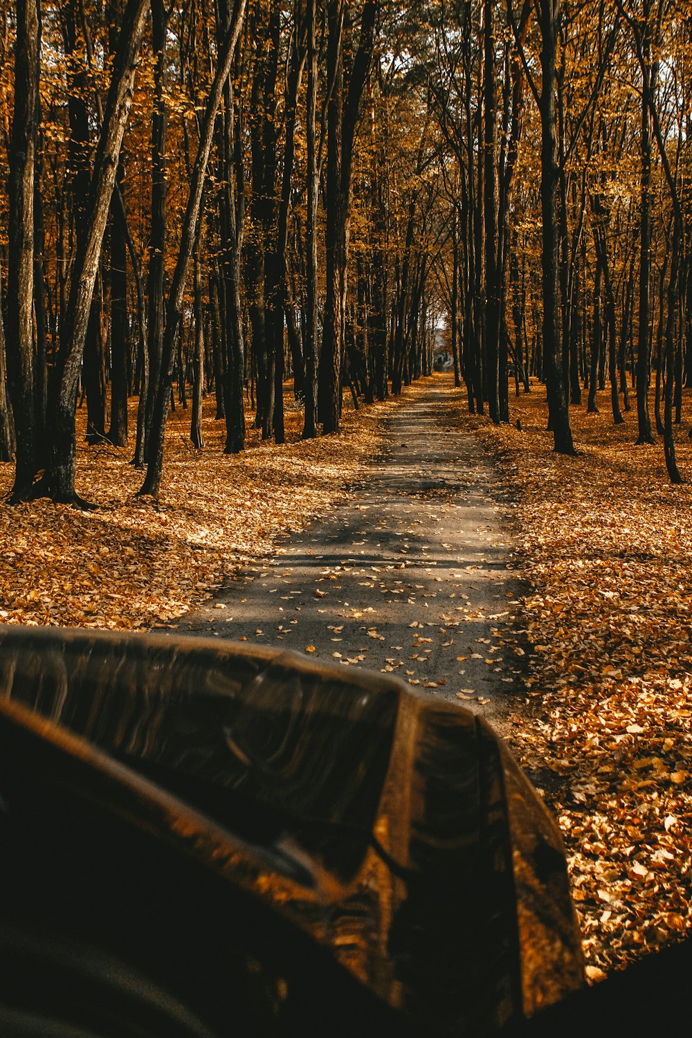 dirt road and trees during day