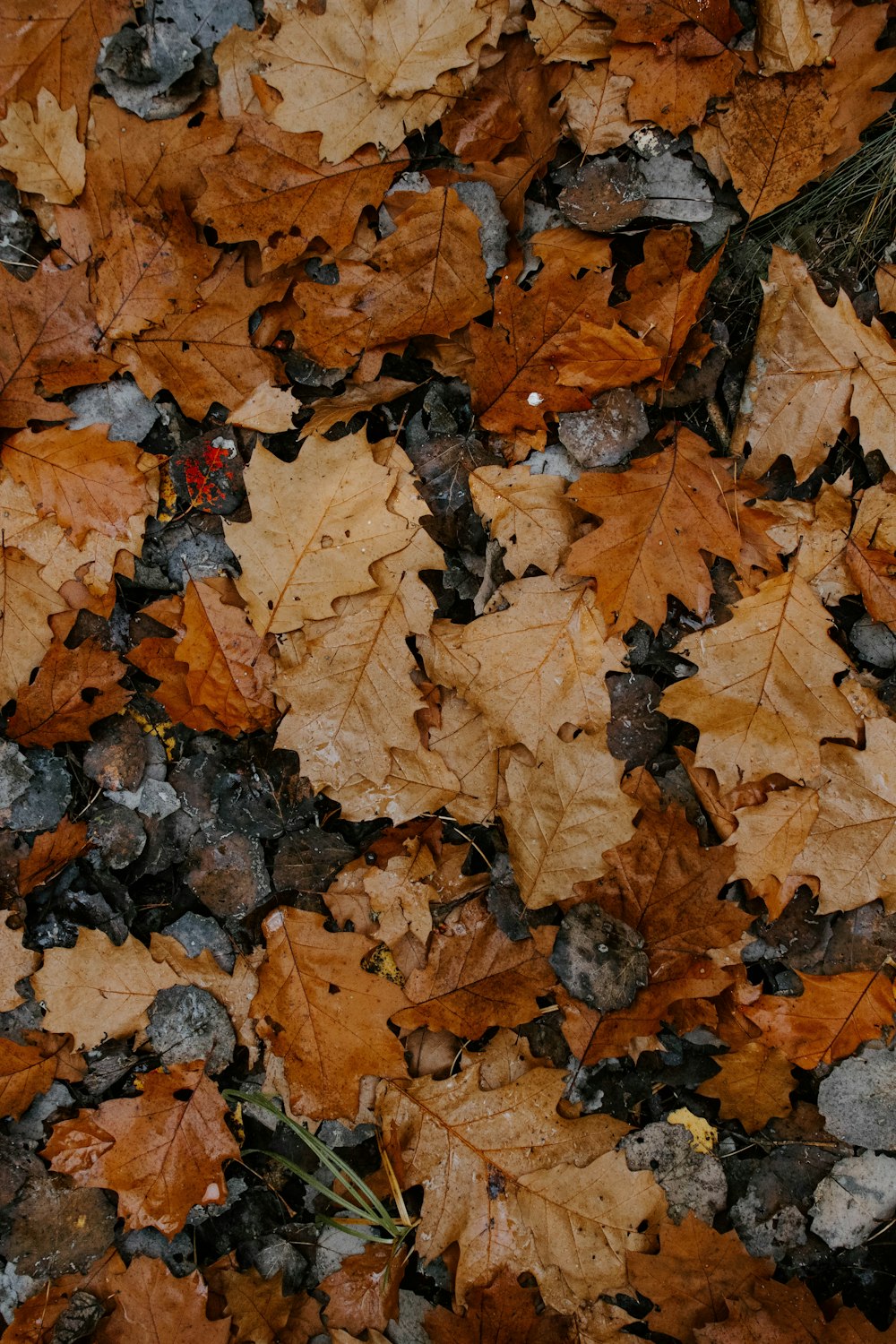 tas de feuilles brunes