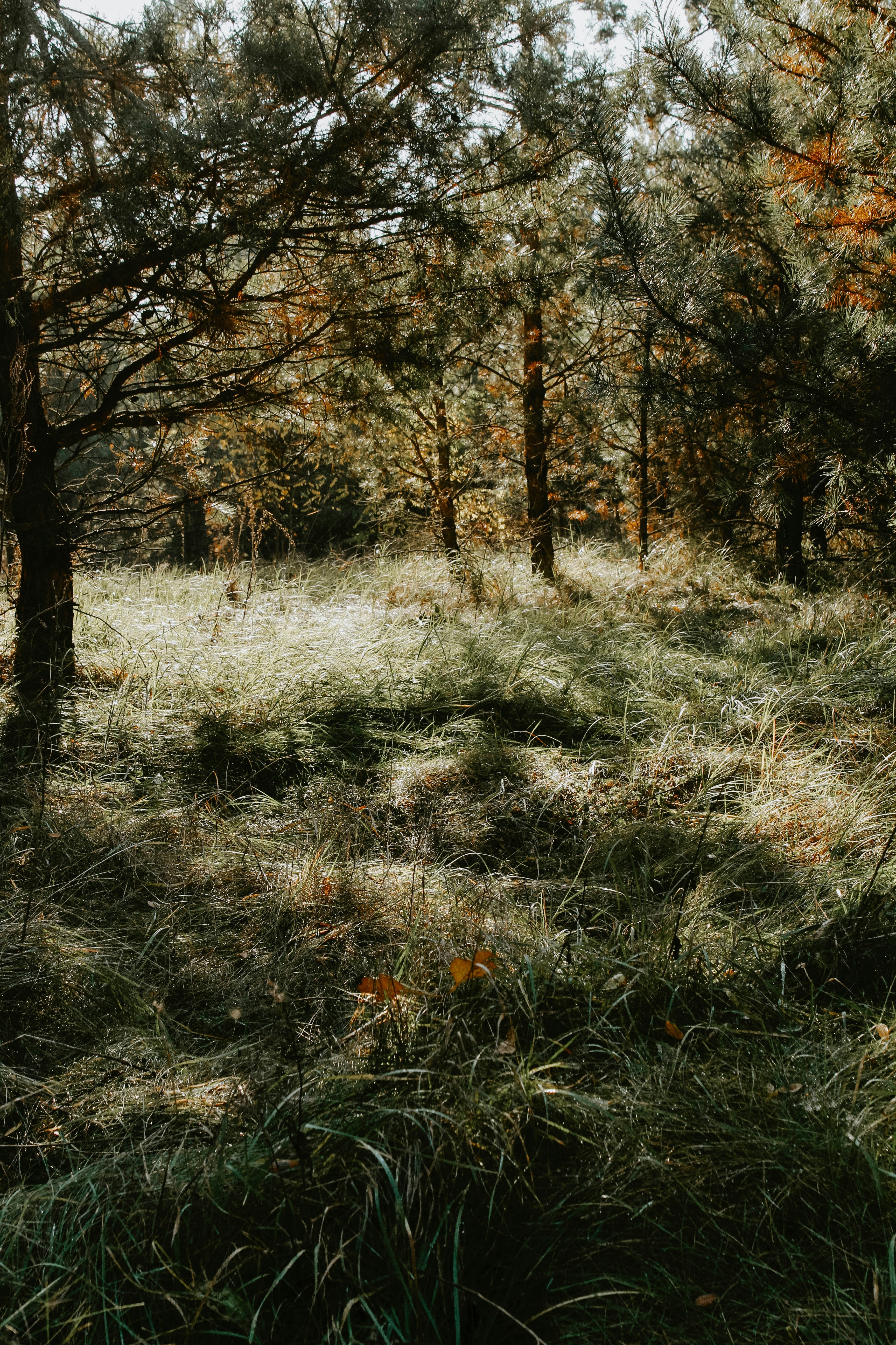 Photo by liubovilchuk