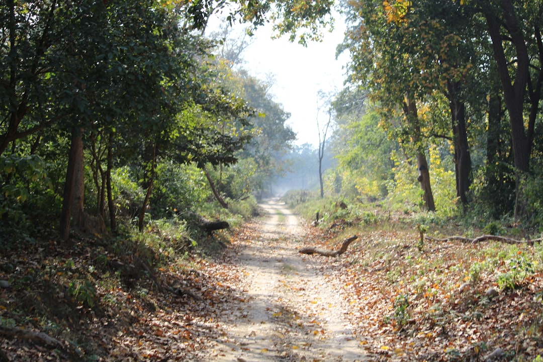 travelers stories about Forest in Jim Corbett National Park, India