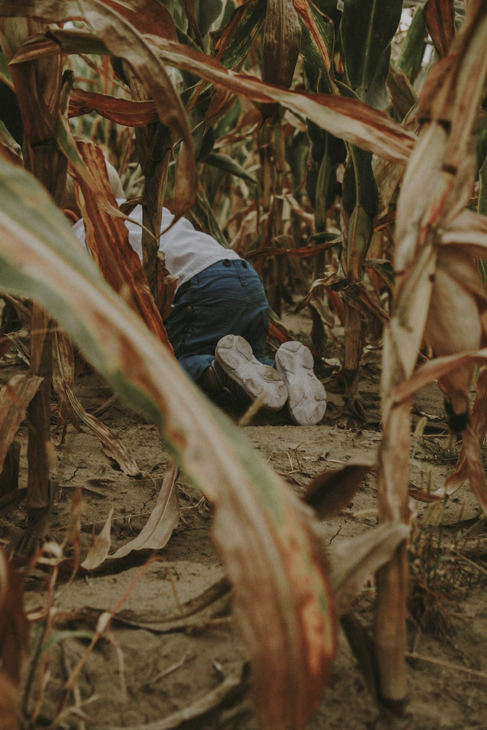 boy in corn field