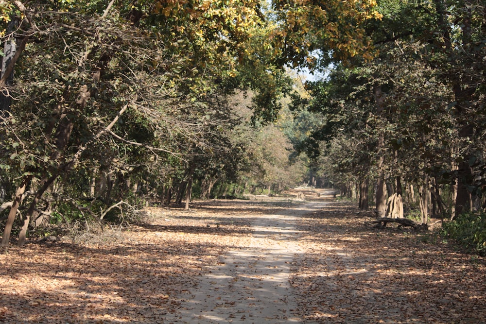 dirt road near trees during day