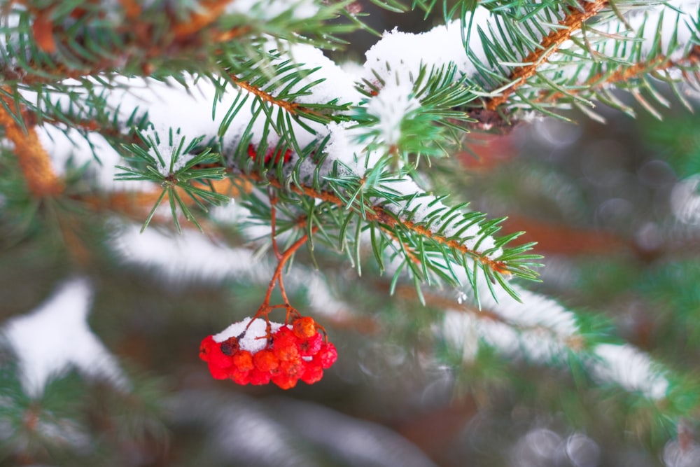 red flowers with green leaves