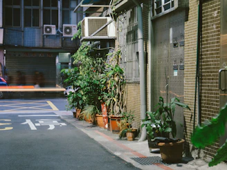 green leaf plants near road beside buildings