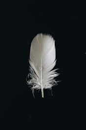 white animal feather
