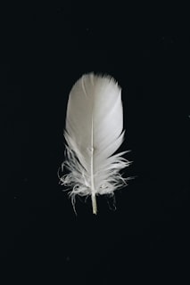 Plume blanche &eacute;clair&eacute;e sur fond sombre, symbolisant la sensibilit&eacute; fine et la d&eacute;licatesse de perception propres aux personnes hautement sensibles