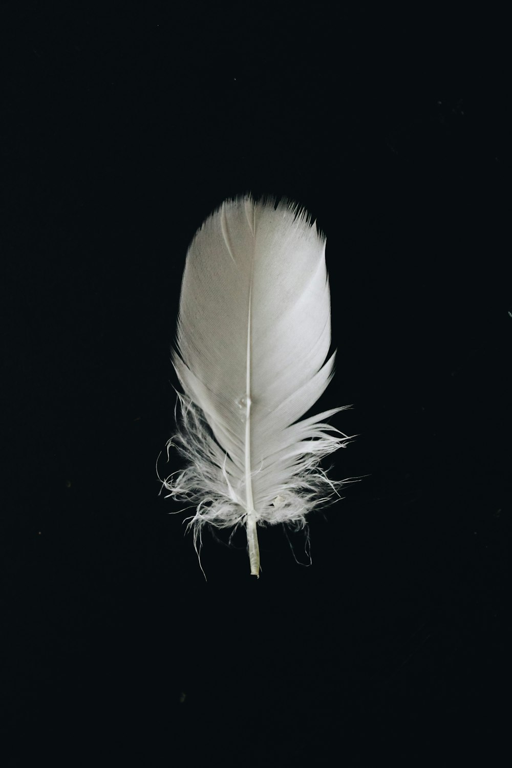 plume d’animal blanc