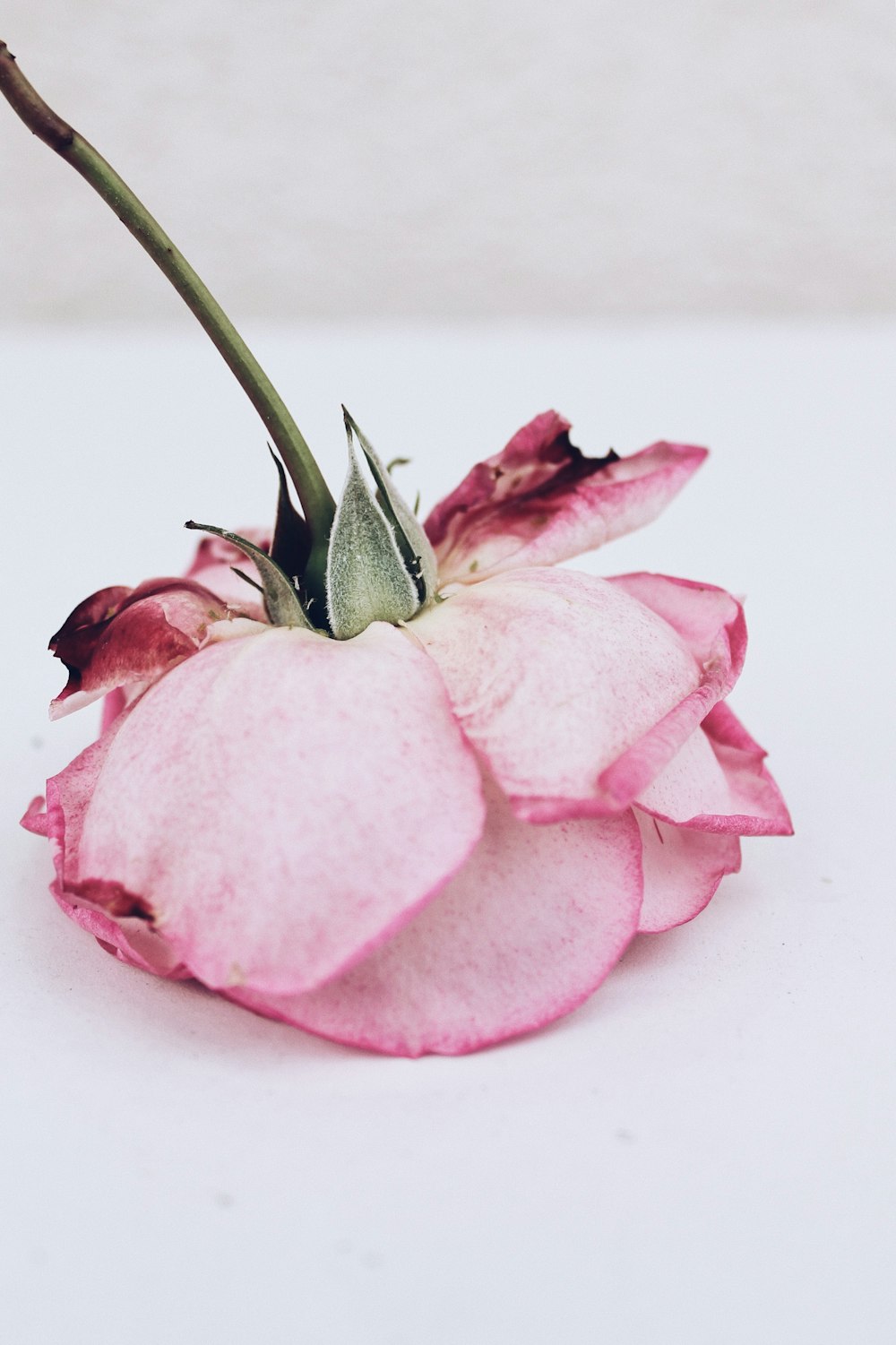 pink petaled flower on white surface