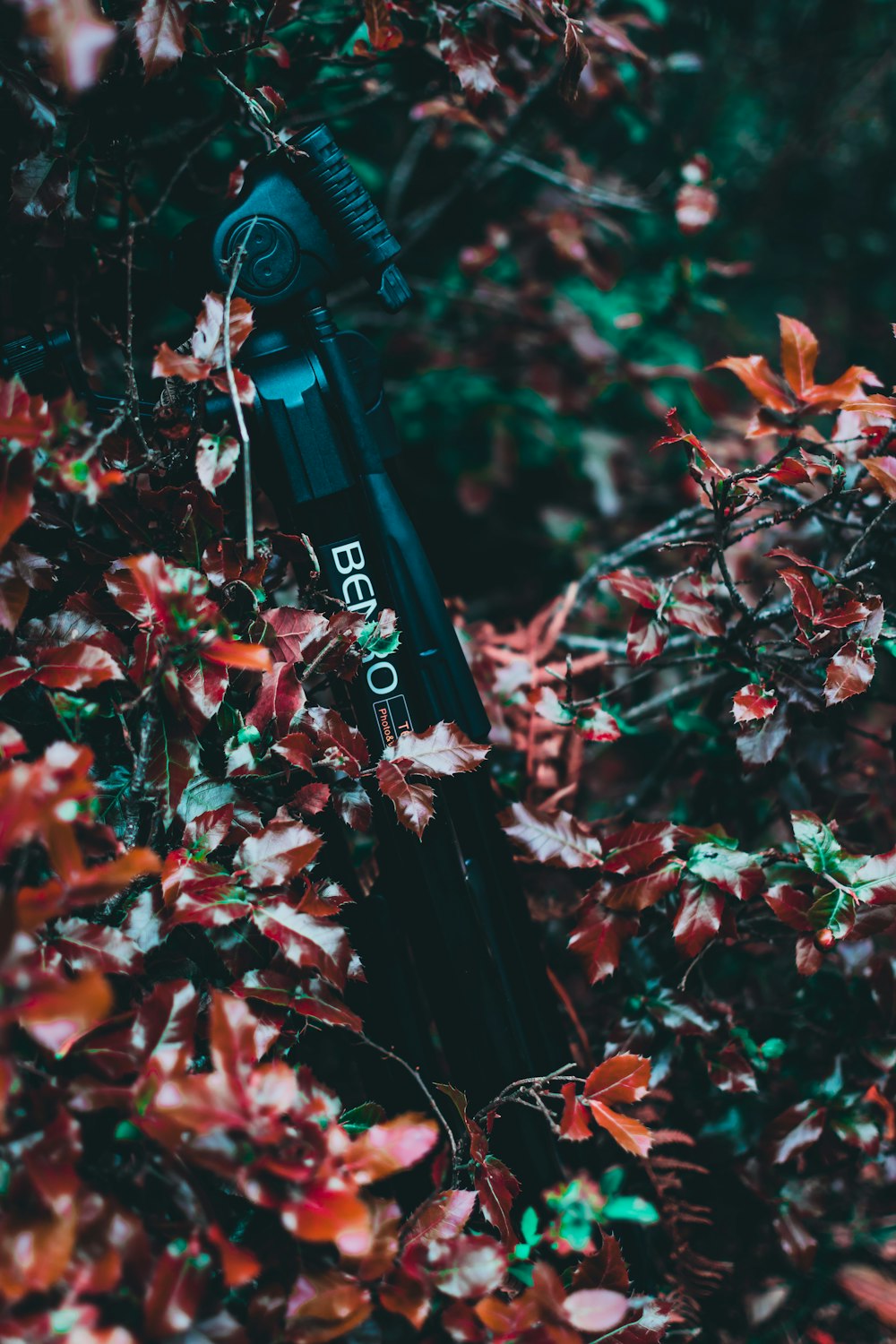 selective focus photography of black tripod on plants