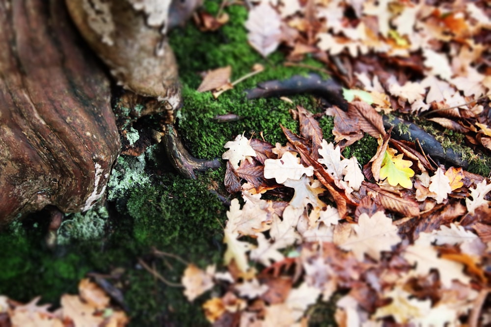 brown leaves on ground during daytime