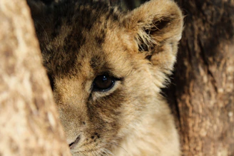 A close-up of a curious lion cub peeking through tall savannah grass in Amboseli National Park.