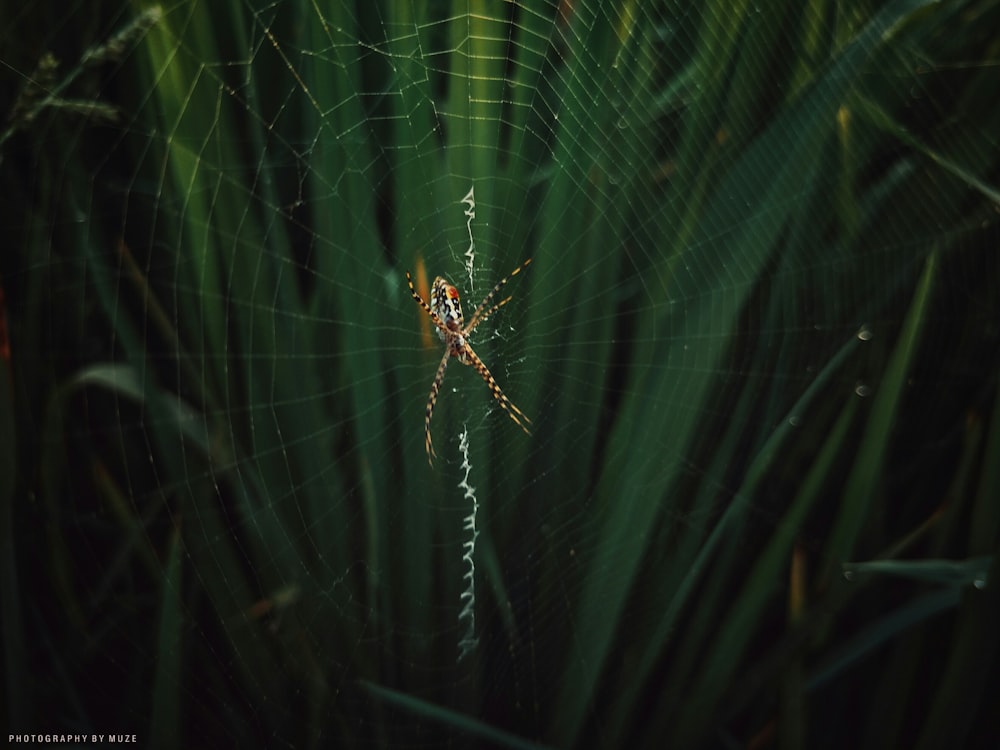 Braune Spinne tagsüber im Netz