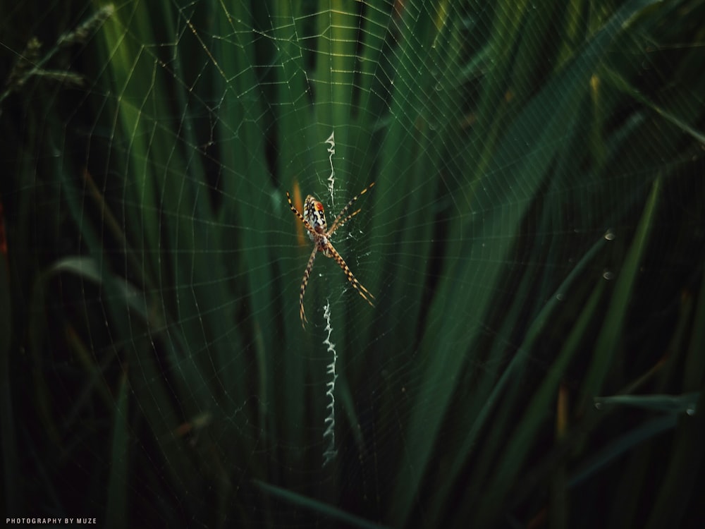 brown spider on web during daytime