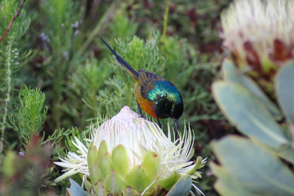 uccello appollaiato su fiore bianco