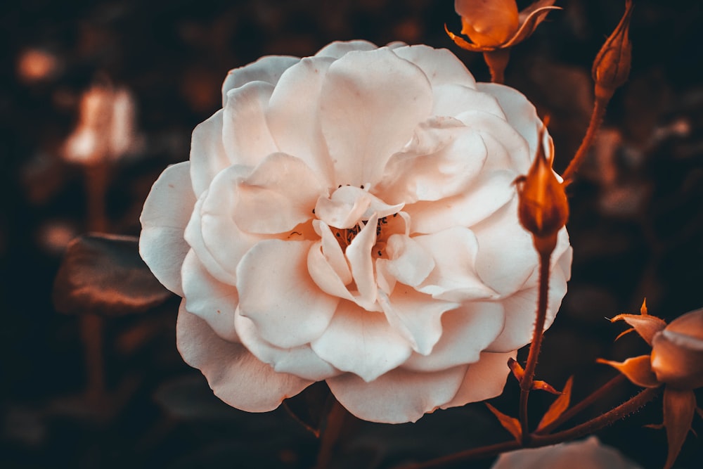 white rose flower in close-up photography