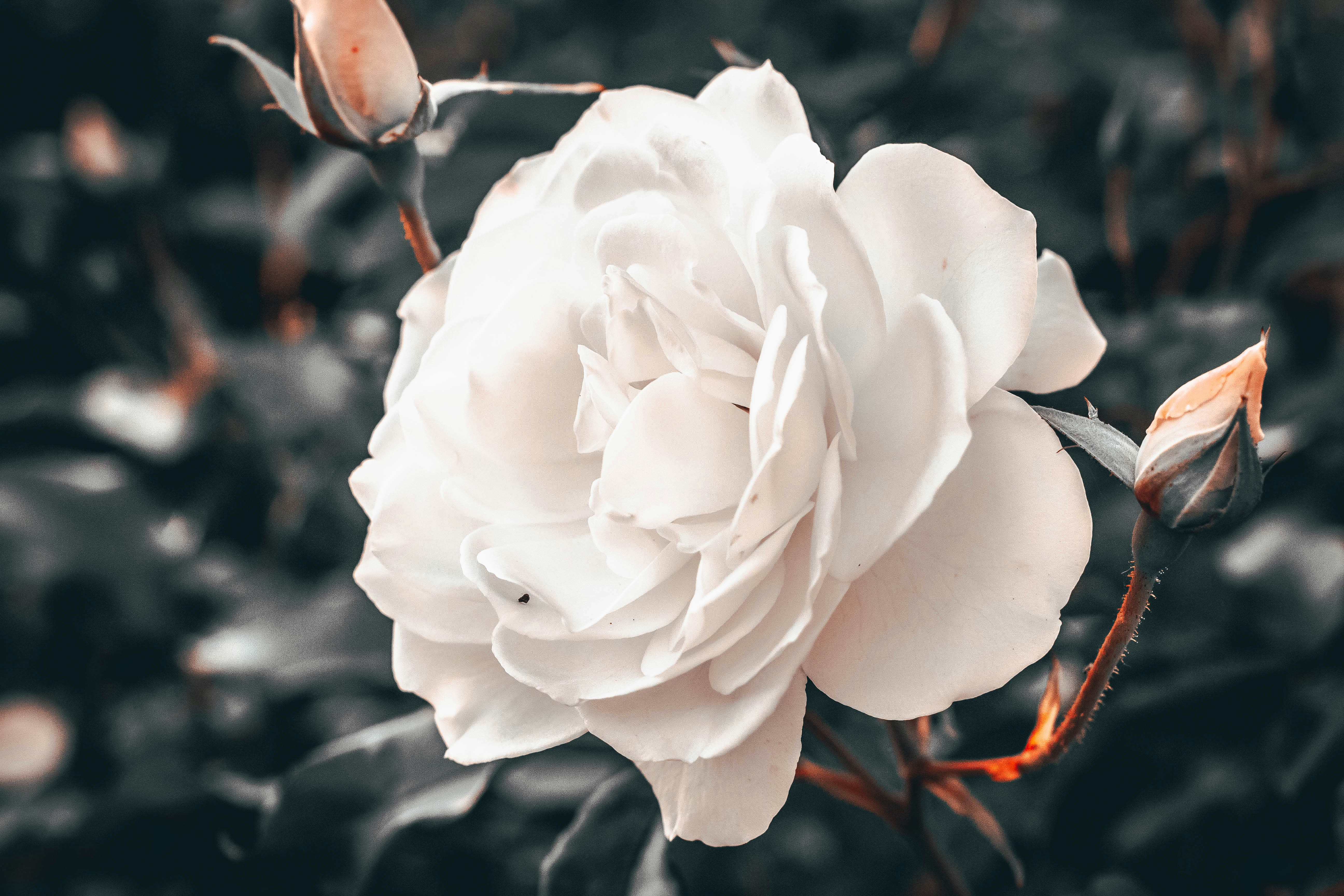 Photo by janoschphotos