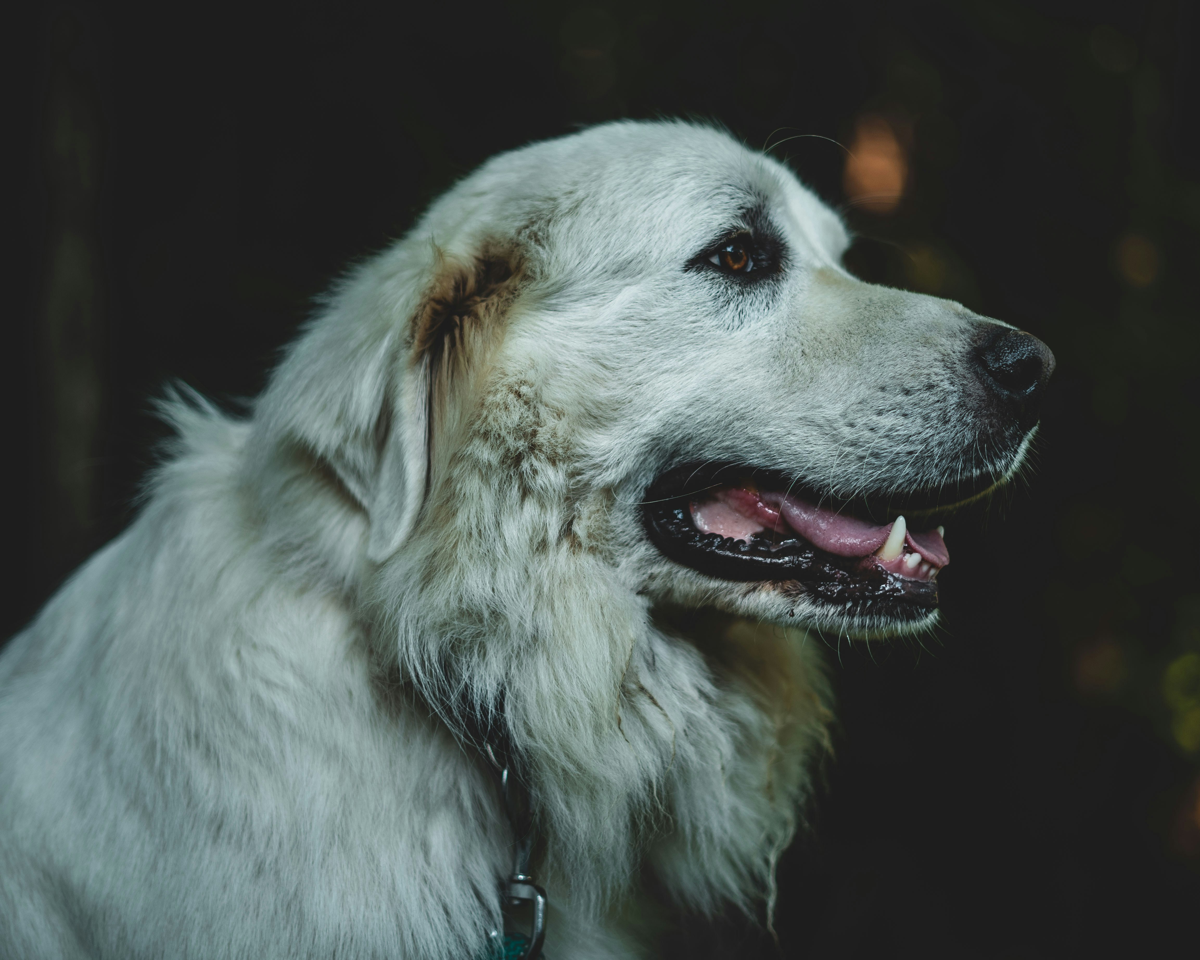 Handler experiencing reduced anxiety with service dog