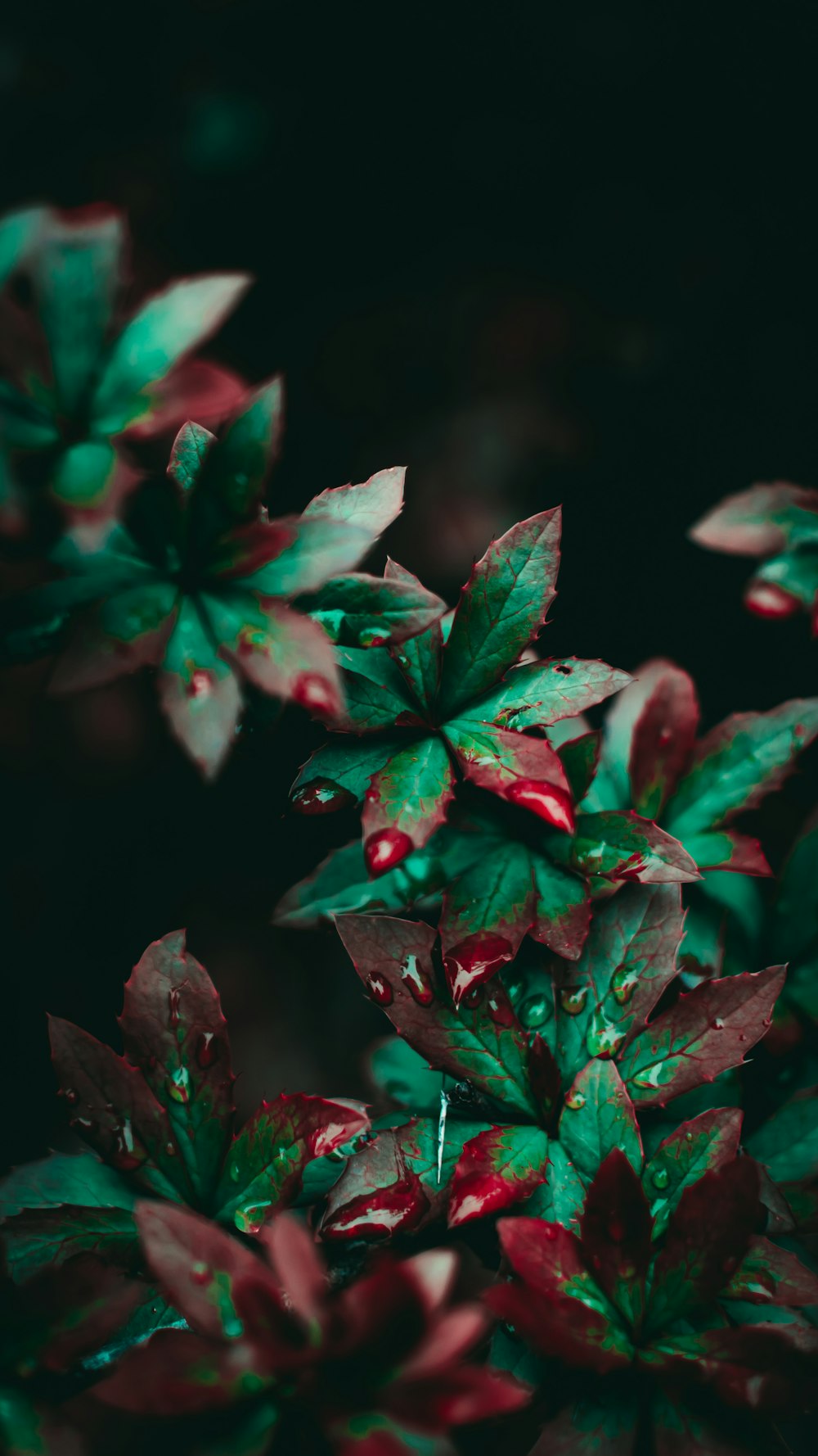 녹색 잎 식물에 물방울의 매크로 사진