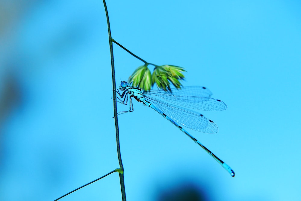 blue and black dragonfly on tree