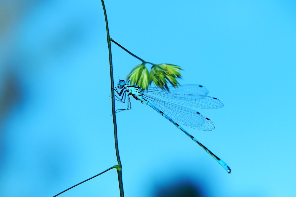 libélula azul e preta na árvore