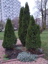 A cluster of tall, dense evergreen trees is situated on a brick pathway surrounded by a small bed of soil and other low-lying plants. The background features a residential building complex with numerous windows, indicating an urban setting. Sparse trees with bare branches are also visible, suggesting a late autumn season.