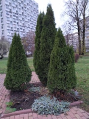 A cluster of tall, dense evergreen trees is situated on a brick pathway surrounded by a small bed of soil and other low-lying plants. The background features a residential building complex with numerous windows, indicating an urban setting. Sparse trees with bare branches are also visible, suggesting a late autumn season.