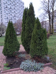 A cluster of tall, dense evergreen trees is situated on a brick pathway surrounded by a small bed of soil and other low-lying plants. The background features a residential building complex with numerous windows, indicating an urban setting. Sparse trees with bare branches are also visible, suggesting a late autumn season.