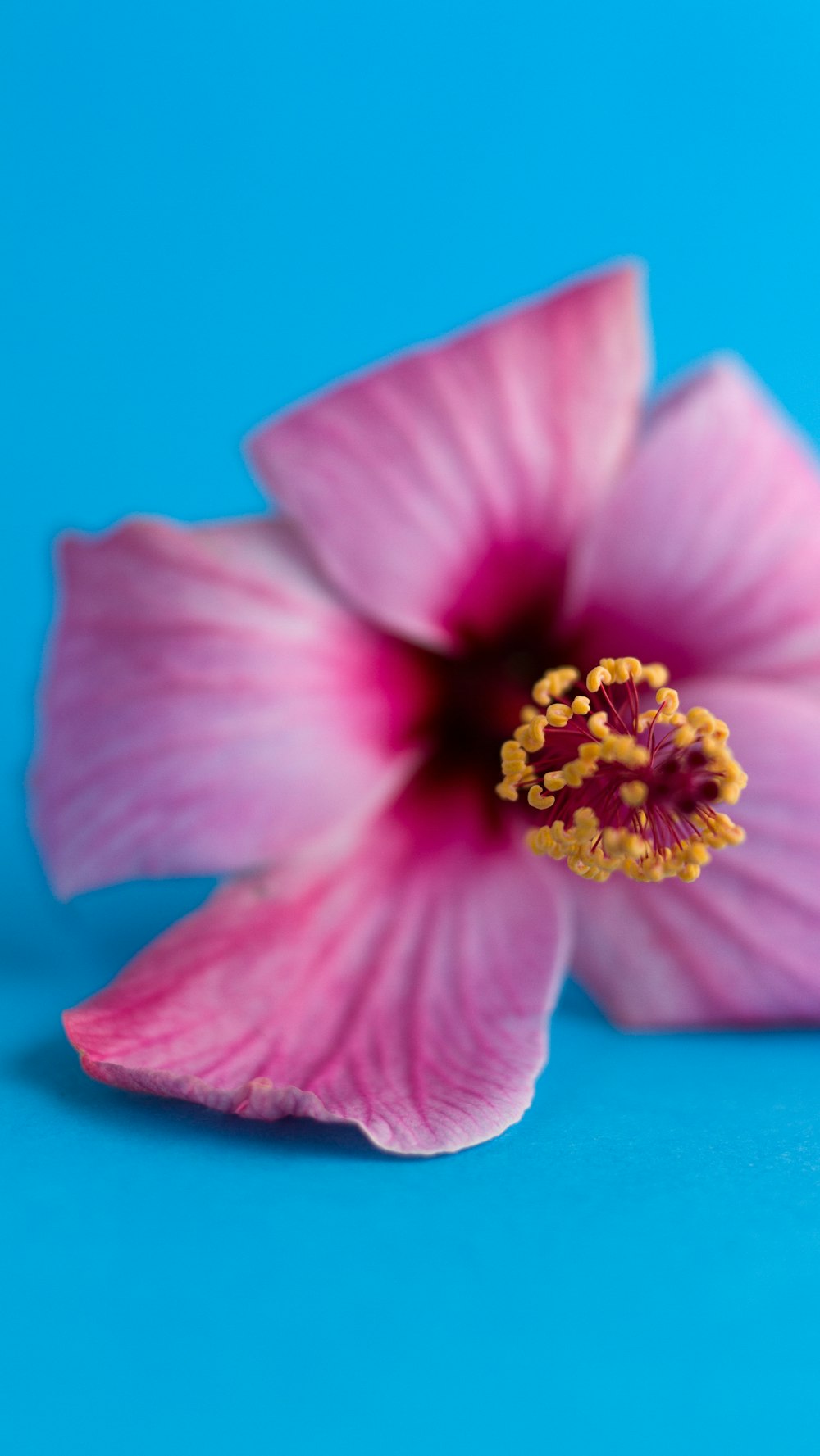 pink flower on blue surface