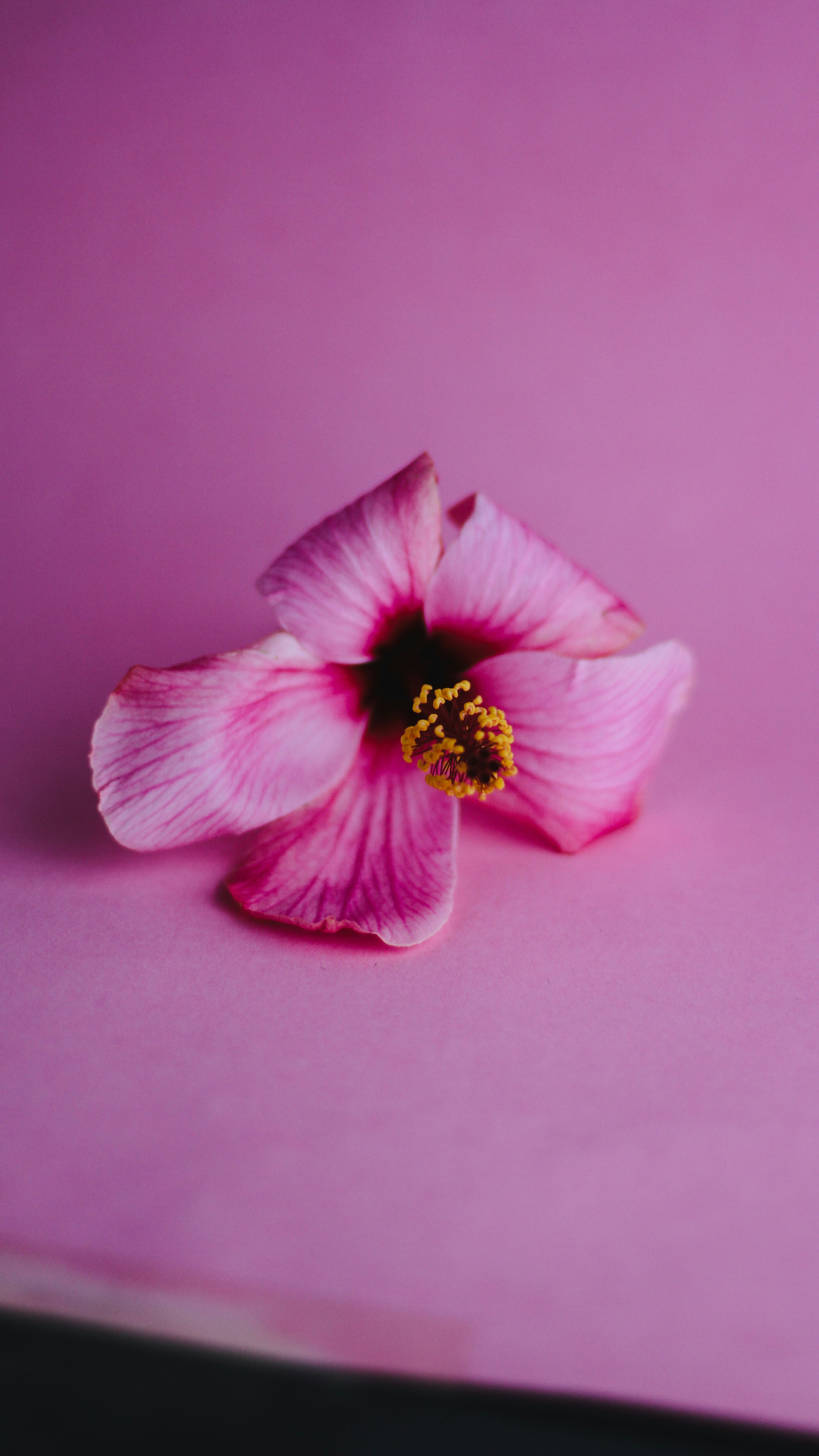 ピンクのハイビスカスの写真 Unsplashで見つけるピンクの無料写真