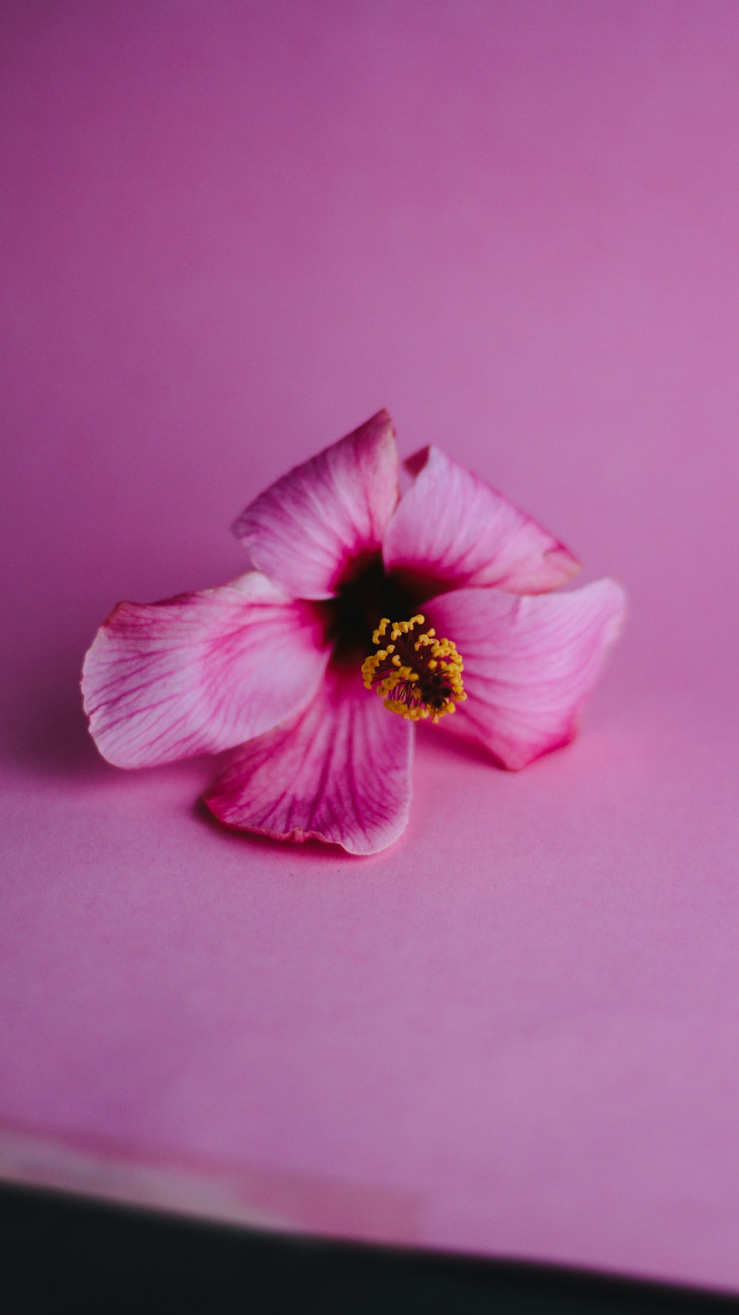 pink hibiscus